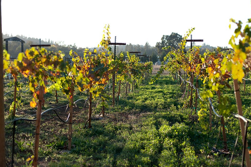 Vineyard view from our barn wedding venues