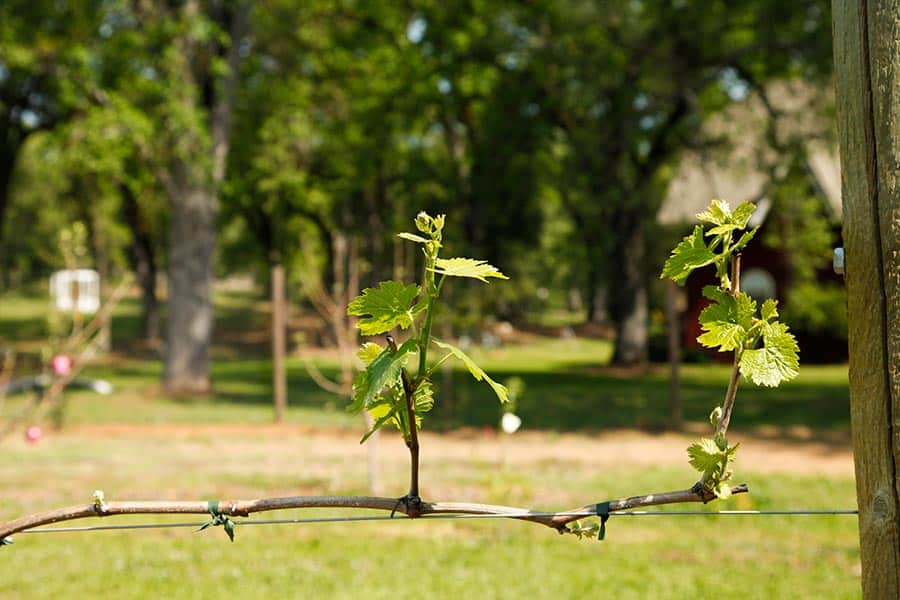 GrapeVinesSpring Rough and Ready vineyards is a beautiful wedding venue year-round