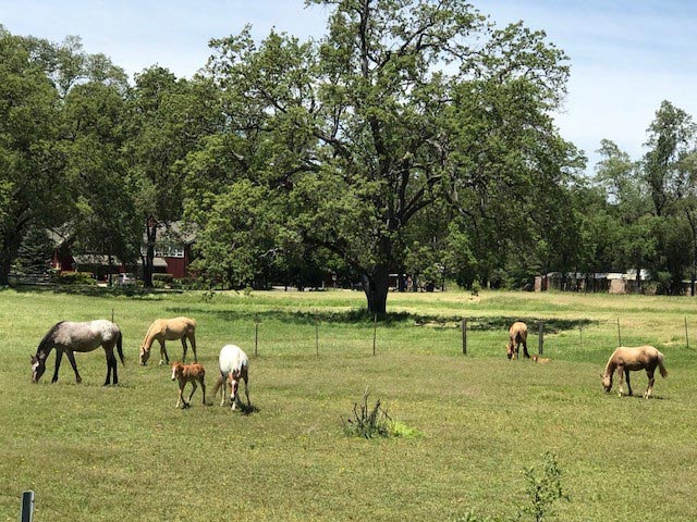 horsesRanchBackground farm wedding venue showing horses with Ranch house in background
