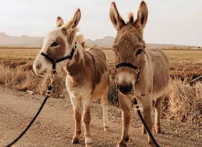 The Drunken Burro mascots