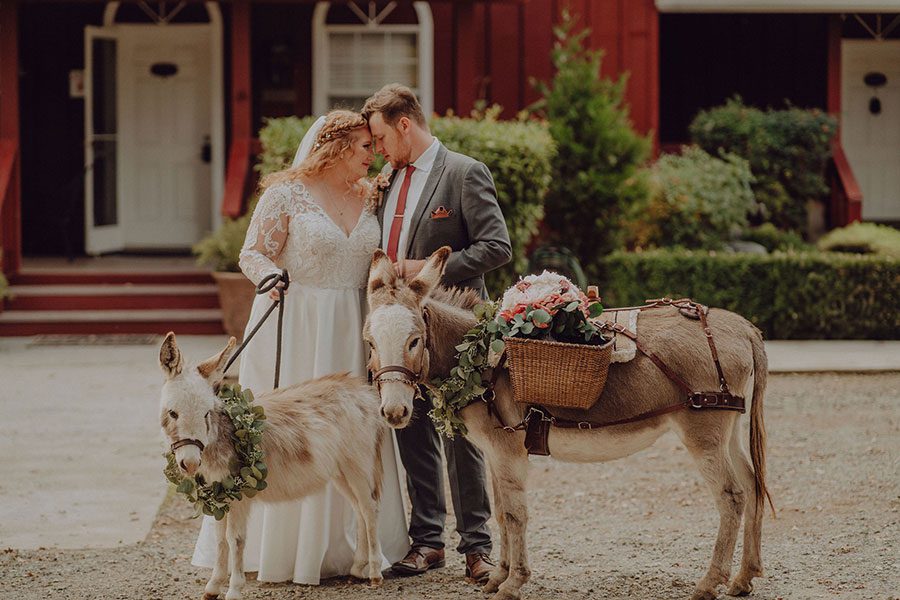 wedding couple enjoy hanging out with donkeys