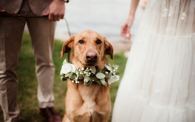 Including Your Dog in Your Wedding: A Complete Guide