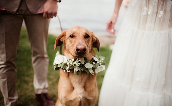 Bride and groom with their yellow lab in a floral crown